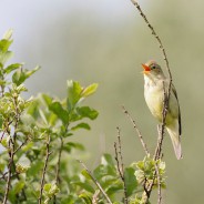 Spotvogel: het zie, zoek en zeg-spel van Vroege Vogels