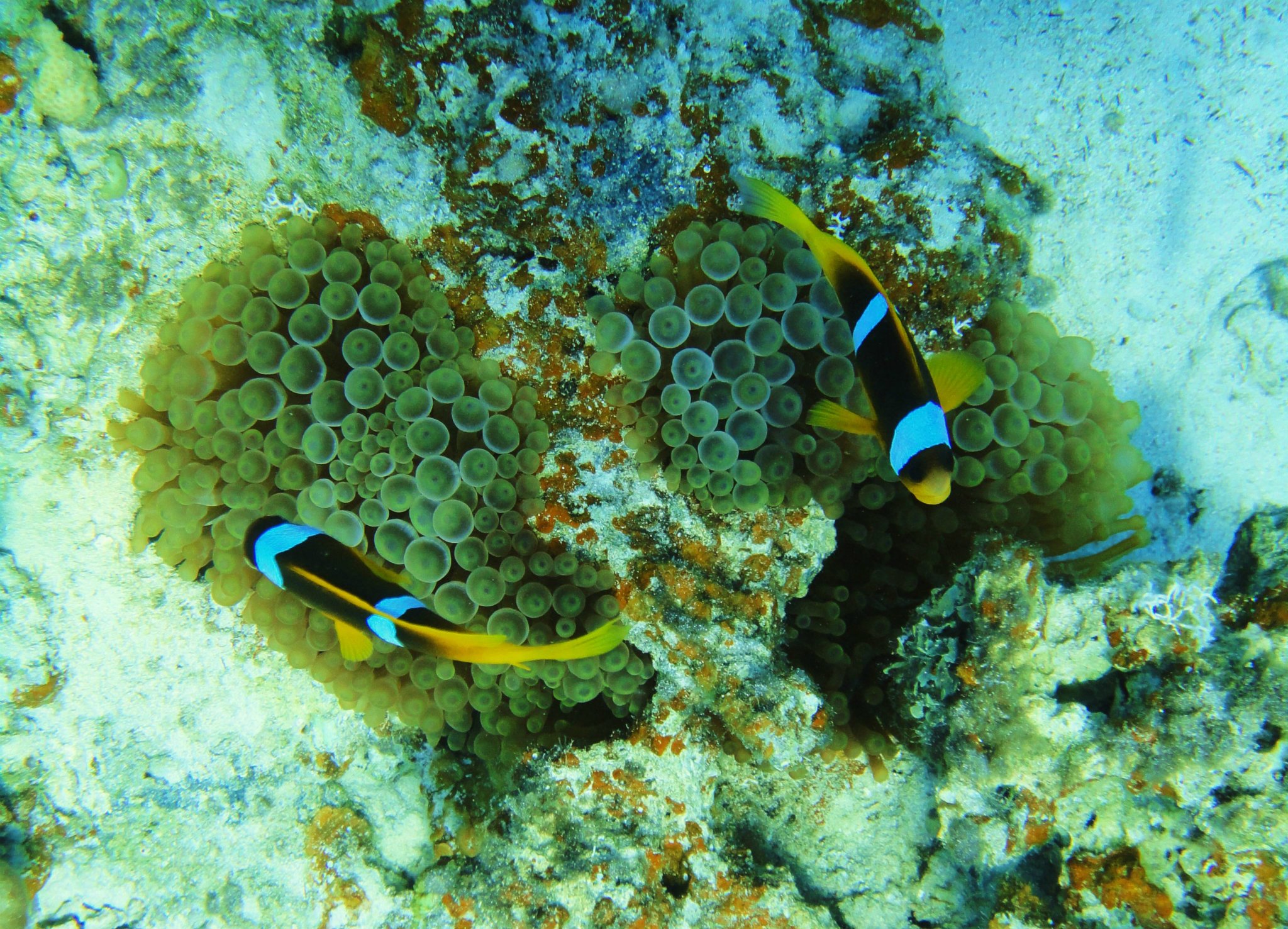Clown fish oftewel: Nemo’s tijdens het duiken in Dahab!