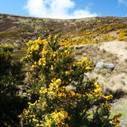 Deze typische gele struiken vind je door heel Ierland (Gaspeldoorn of Gorse)