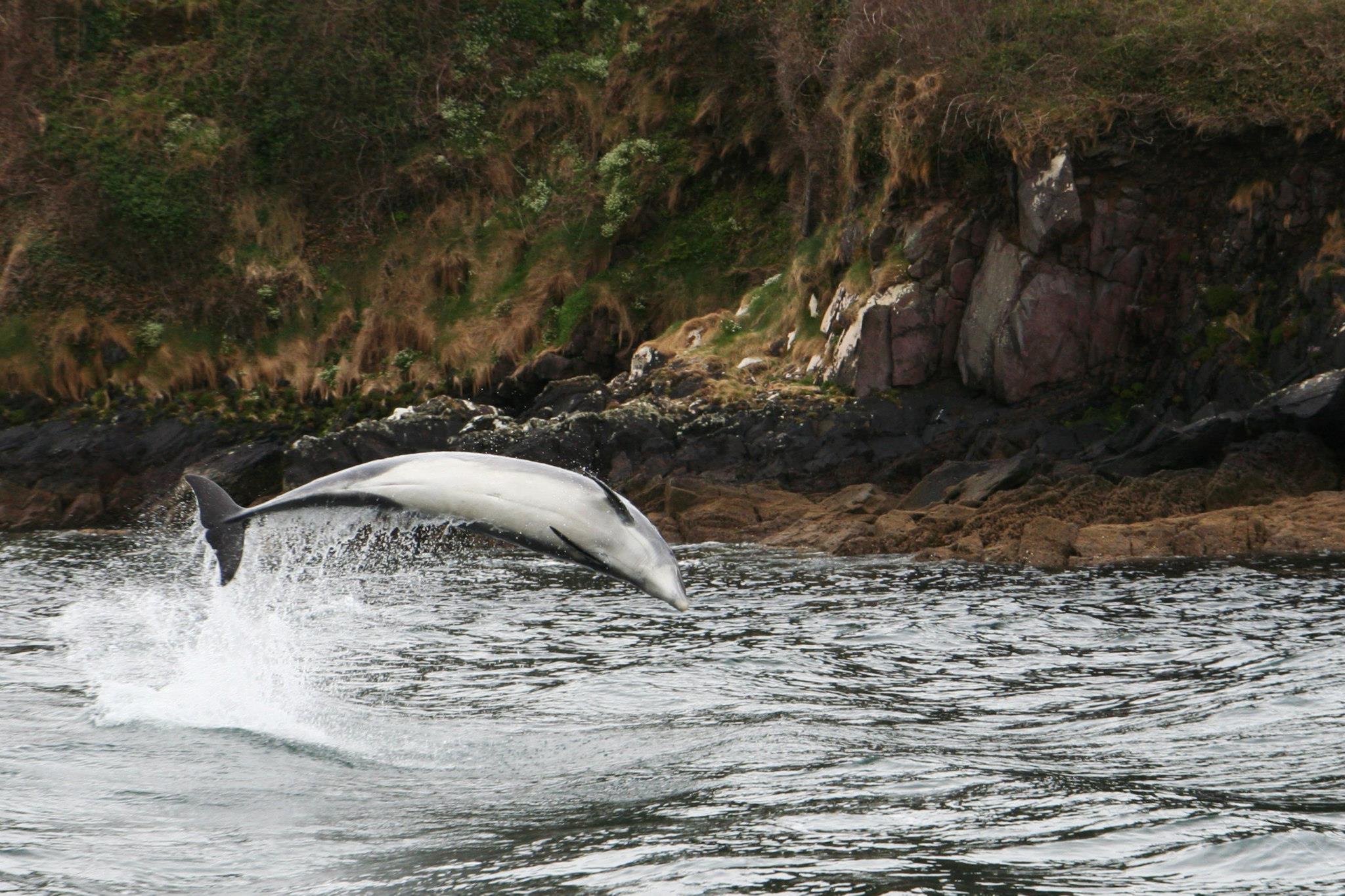 Wilde dolfijn Fungi, al 25 jaar een attractie in de baai van Dingle