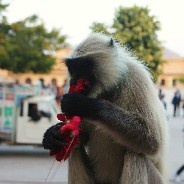 Een bloemenetend aapje bij het Rai Palace, in de buurt van Jaipur