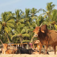 Een koe op het strand in Agonda