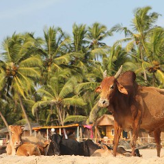 Een koe op het strand in Agonda
