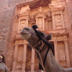 Een dromedaris wacht op toeristen in Petra