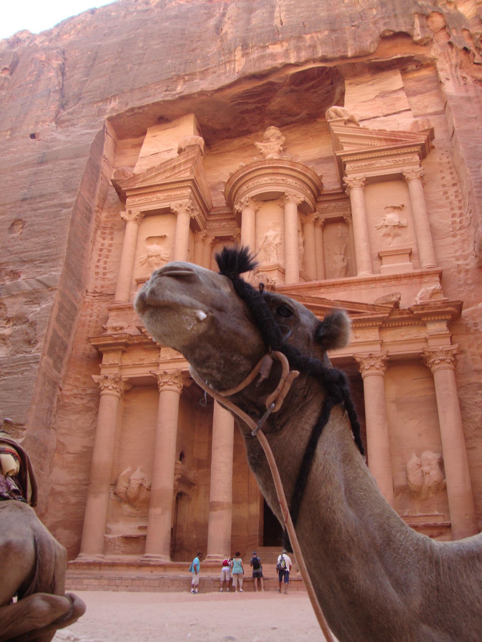 Een dromedaris wacht op toeristen in Petra