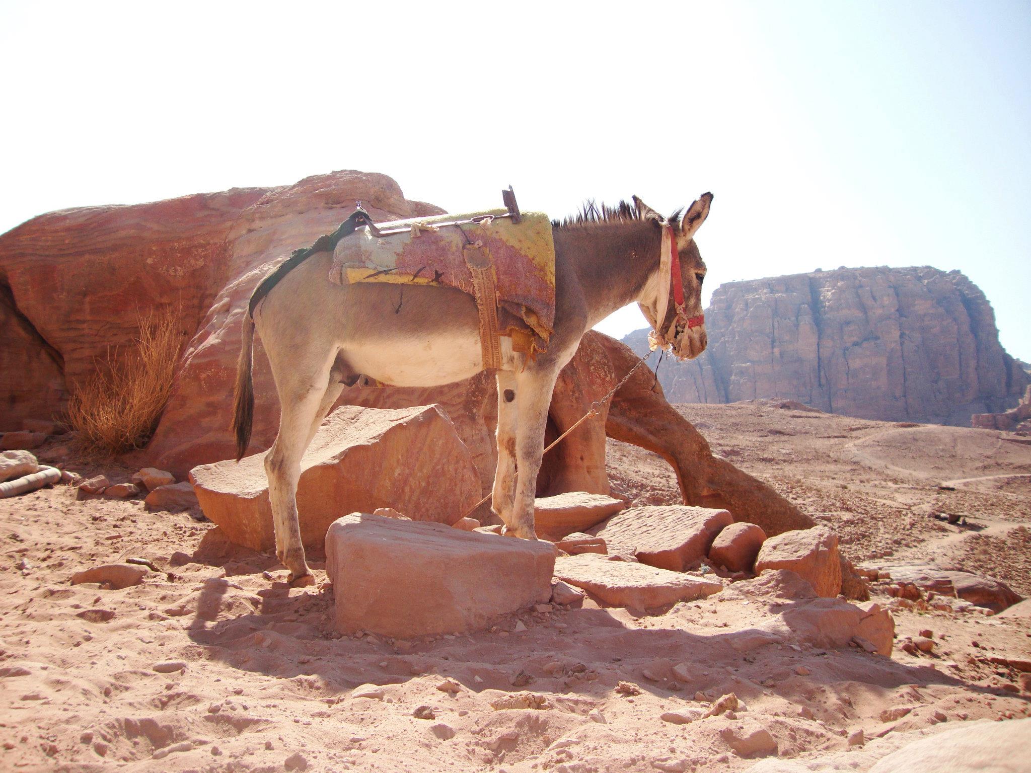 Een ezeltje op de rotsen van Petra