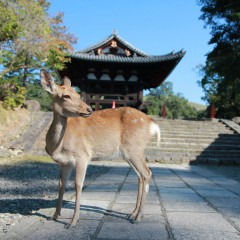 Een hertje bij een tempel in Nara, Japan
