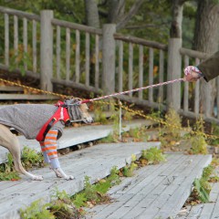 Ridicuul geklede hond wil niet het water in bij Lake Shikotsu