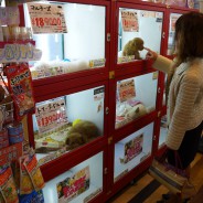 Hondjes te koop in Hiroshima
